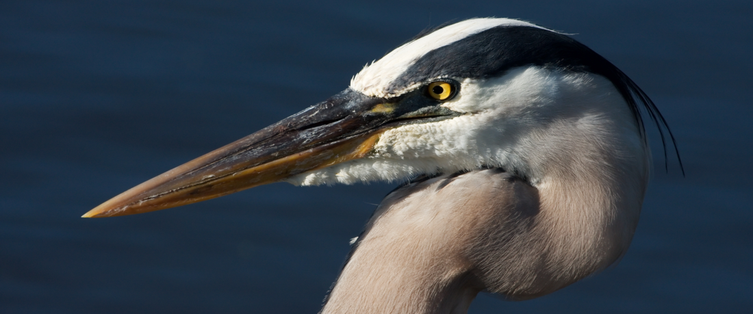 Wetland Services